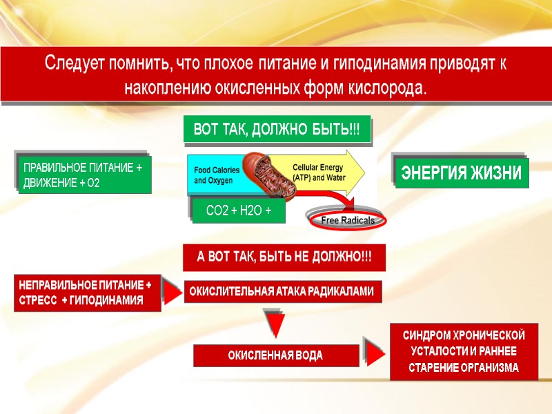 НЕПРАВИЛЬНОЕ ПИТАНИЕ + СТРЕСС  + ГИПОДИНАМИЯ  ОКИСЛИТЕЛЬНАЯ АТАКА РАДИКАЛАМИ  СИНДРОМ ХРОНИЧЕСКОЙ